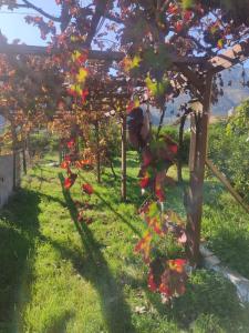 Fotografia z galérie ubytovania Petranta's House Παραδοσιακή εξοχική κατοικία v destinácii Kalymnos