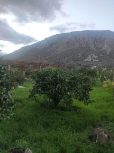 Fotografia z galérie ubytovania Petranta's House Παραδοσιακή εξοχική κατοικία v destinácii Kalymnos