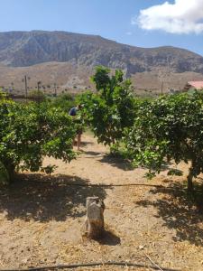 Fotografia z galérie ubytovania Petranta's House Παραδοσιακή εξοχική κατοικία v destinácii Kalymnos