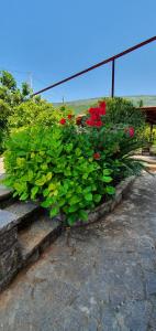 um arbusto de flores vermelhas sentado em alguns degraus em Villa Sunrise em Herceg Novi