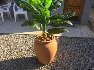 a plant in a vase sitting on a carpet at Ruros Guest House in Kempton Park