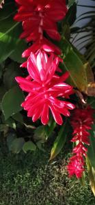 Zahrada ubytování Flor de Coco, Villa neuve, 5 chambres, 5 salles de bains et grande piscine à 250 mètres de la plage