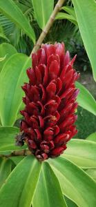 Zahrada ubytování Flor de Coco, Villa neuve, 5 chambres, 5 salles de bains et grande piscine à 250 mètres de la plage