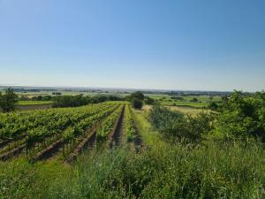 vista su un campo di viti di Ferienhaus Savannah a Schützen am Gebirge