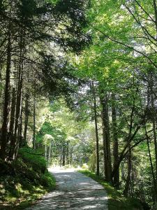 una strada alberata in mezzo a una foresta di CastelCharme b&b a Pergine Valsugana