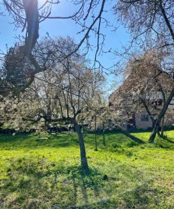a group of trees in a field of grass at Großes Ferienhaus an der Ostsee "Oldevighus" in Hohenkirchen +22 photos