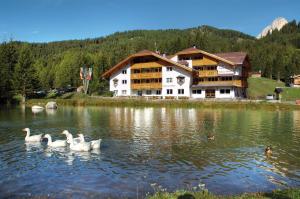 a group of swans in the water in front of a building at Wellness Hotel Lupo Bianco in Canazei