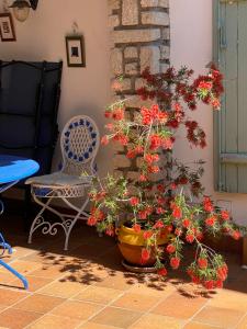 ベジエにあるVilla Rosa Béziersの椅子の横の鉢植えに赤い花を咲かせる植物