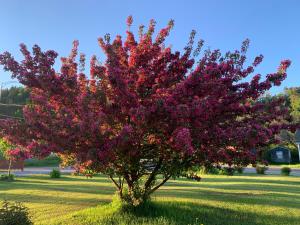 un árbol púrpura en medio de un campo en Motel le repos en Perce