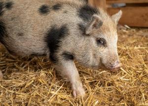 a large gray pig standing in hay at El Malget in Tuenno