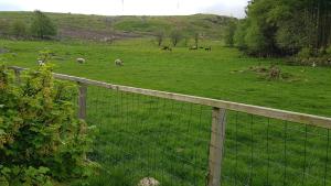 uma cerca num campo com pastoreio de ovelhas em One-room cabin without shower em Time