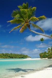 a palm tree on a beach with the ocean at Moana Villa Aitutaki in Arutanga