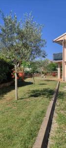 a tree in a yard next to a house at Apartment Eva in Rovinjsko Selo