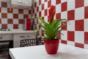 Kuchyňa alebo kuchynka v ubytovaní Pepigall Apartments