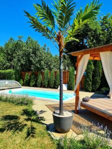 a palm tree in a large pot next to a pool at Éden Vendégház in Aggtelek