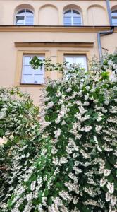 Ogród w obiekcie Brokilon House
