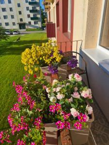 un grupo de flores en cajas en un balcón en Crystal Apartment, en Gulbene