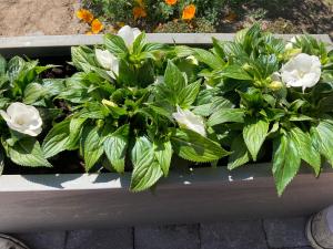Giardino di Crea Els
