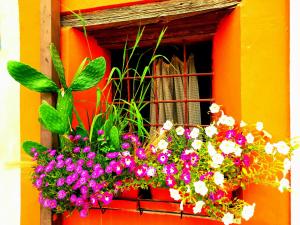 a window box with flowers and plants in it at ZANINA COUNTRY HOUSE in Peschiera del Garda
