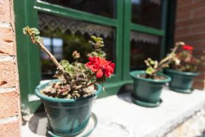 a group of potted plants sitting on a window sill at Casa Rural Camangu in Camango