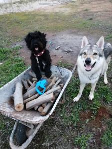 two dogs are standing next to a wheelbarrow at Villa del Lupo in Santa Maria la Palma