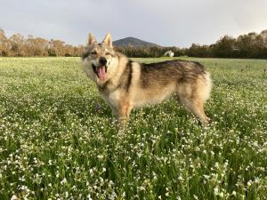 a dog standing in a field of flowers at Villa del Lupo in Santa Maria la Palma