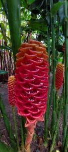 uma grande flor vermelha sobre uma planta em Casa do Rio 