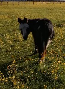 una vaca negra parada en un campo de hierba en Durham Donkey Rescue Shepherd's Hut en Durham