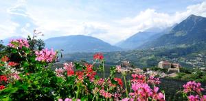 Φωτογραφία από το άλμπουμ του Pension Laurin σε Schenna