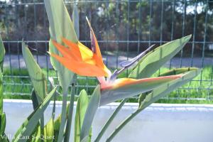 A garden outside Villa Can SeQuet (Playa de Muro)