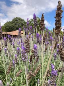 Zahrada ubytování Hotel Rocaval San Cristóbal de las Casas