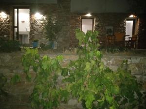 Zahrada ubytování Madilida Sifnos Apartment