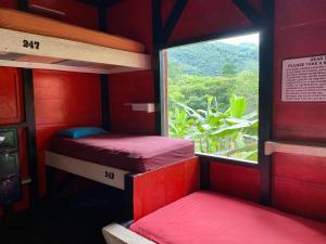 two bunk beds in a red room with a window at Greengos Hotel in Lanquín