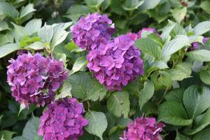 Ogród w obiekcie Un Jardin Secret