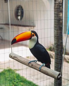 um tucano sentado num galho numa gaiola em POUSADA e HOSTEL ARAUNA em Cabo Frio