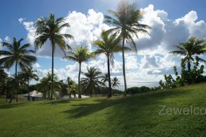 a group of palm trees in a grassy field at Appartement Blue Lagon in Saint-François