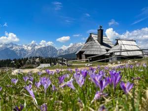 a field of purple flowers in front of a barn at Chalet Kočna - I FEEL ALPS in Stahovica