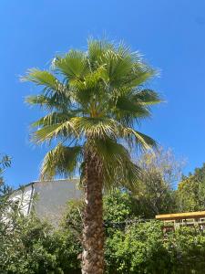palma przed niebem w obiekcie Gîte Le Palmier - Perfectly located cosy studio with private garden w mieście Puissalicon +31 zdjęć