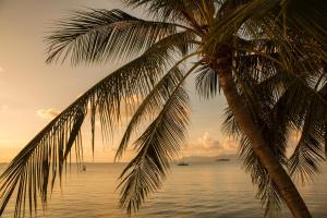 una palmera en la playa con el océano en Tembo Beach Club & Resort en Koh Samui