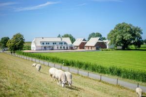 a group of sheep grazing in a field with a house at Ferienanlage "Gut Tossens" in Tossenserdeich