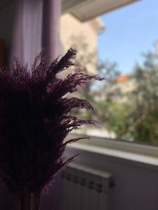 a purple plant in a vase next to a window at apartmani Mirko Storić in Vodice