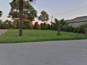 two palm trees in a grassy yard with a house at Borche Apartments in Bogdanci