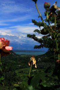 a view of the ocean with a flower in the foreground at Rent House Orahovo in Virpazar