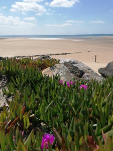 una playa con rocas y flores púrpuras y una playa en SAFRED Mobile Home Portbail-sur-Mer en Portbail