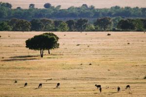 a group of animals grazing in a field with a tree at Kampaoh Cabañeros in Navas de Estena