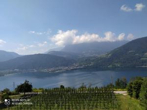 a view of a lake and a bunch of vines at AGRITUR SEDICI - Bed and Breakfast in Tenna 