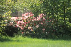 un arbusto de flores rosas en un patio en Ferienwohnung Bellmann, en Prinzenmoor
