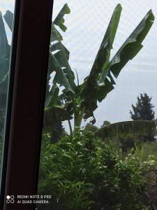 a banana tree in front of a window at Takis & Eirini Family Apartments in Perama
