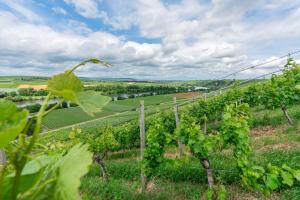 NeckarwestheimにあるLoft Wohnung Appartement auf 2 Etagen, Nähe Neckarのブドウ畑の丘の景色