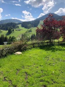 a field of green grass with a fence and a tree at Hotel Dunza in Bürserberg